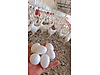 Pets & Livestock / Poultry & Fowl / Chickens