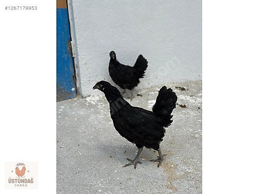 Pets & Livestock / Poultry & Fowl / Chickens