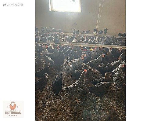 Pets & Livestock / Poultry & Fowl / Chickens