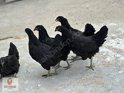 Pets & Livestock / Poultry & Fowl / Chickens