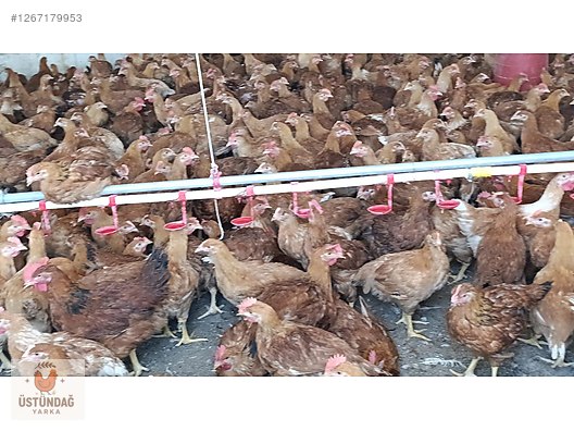 Pets & Livestock / Poultry & Fowl / Chickens