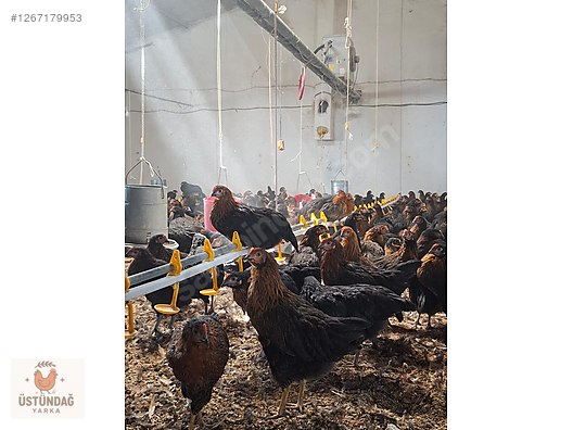 Pets & Livestock / Poultry & Fowl / Chickens