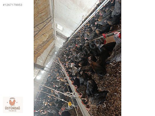 Pets & Livestock / Poultry & Fowl / Chickens