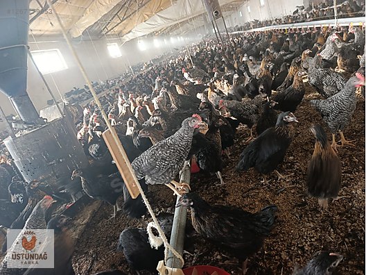 Pets & Livestock / Poultry & Fowl / Chickens