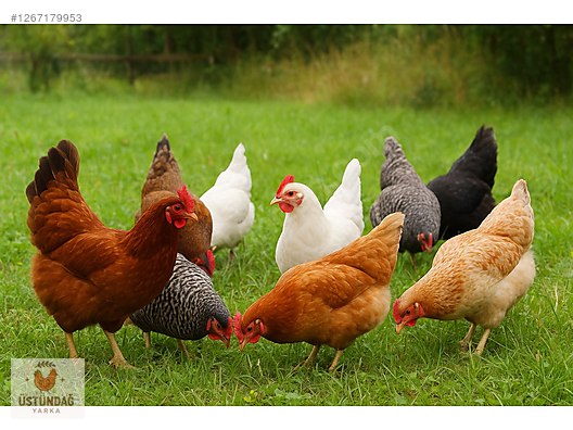 Pets & Livestock / Poultry & Fowl / Chickens