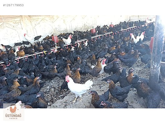 Pets & Livestock / Poultry & Fowl / Chickens