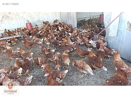 Pets & Livestock / Poultry & Fowl / Chickens