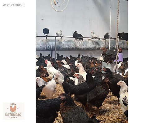 Pets & Livestock / Poultry & Fowl / Chickens