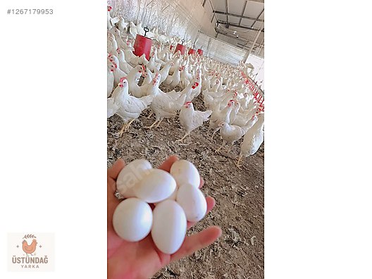 Pets & Livestock / Poultry & Fowl / Chickens