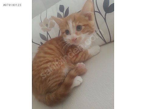 kedi sarman yavru kedi izmir 2 5 aylik erkek sarman sahibinden comda 978180123