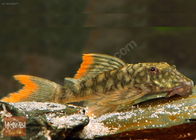 Vatoz & Kedi Balıkları / Zebra Vatoz / L106 Pleco (Red Peckoltia ...