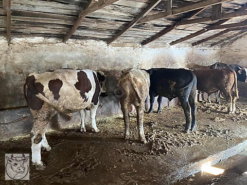 boga kars hayvan pazari besiye kurbana damizlik dana duve inek satisl sahibinden comda 980182803 boga kars hayvan pazari besiye kurbana damizlik dana duve inek satisl sahibinden comda 980182803