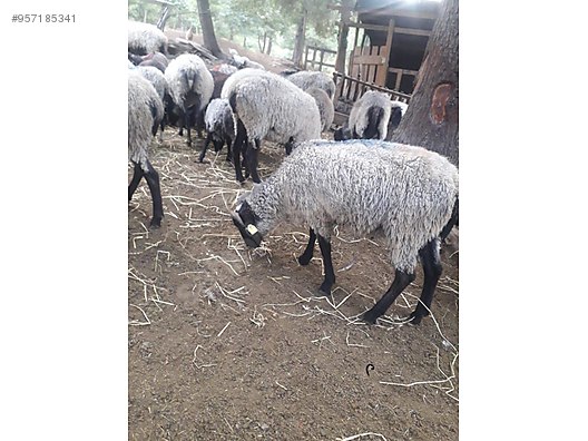 koyun acil satilik romanov koyunlari 110 120 adet arasi toplu satis sahibinden comda 957185341