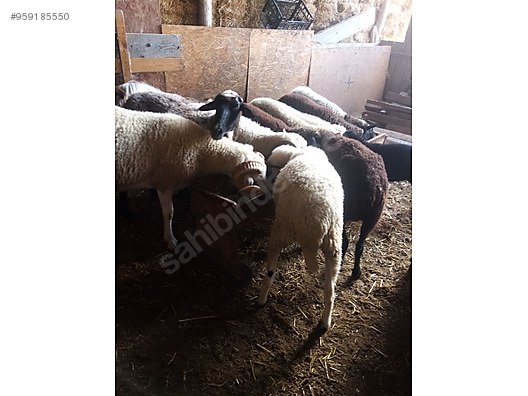 koyun satilik koyun kuzu sahibinden comda 959185550