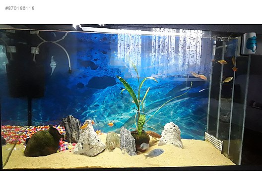 Akvaryum Sifir Ayarinda Sahibinden Comda 864097043