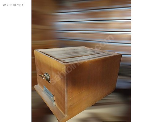 Hayvanlar Alemi / Böcekler / Arı