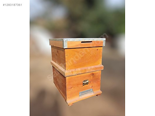 Hayvanlar Alemi / Böcekler / Arı