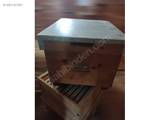 Hayvanlar Alemi / Böcekler / Arı