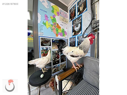 Hayvanlar Alemi / Kümes Hayvanları / Tavuk