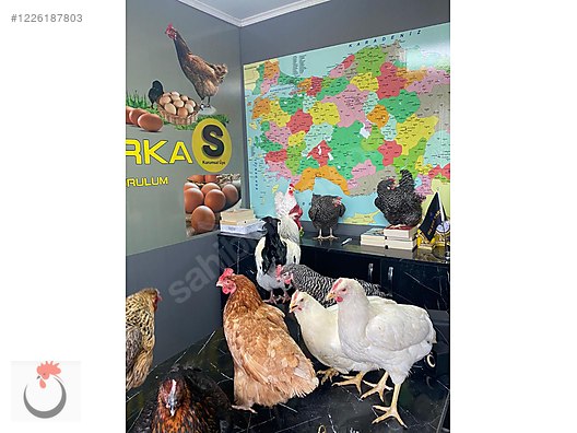 Hayvanlar Alemi / Kümes Hayvanları / Tavuk