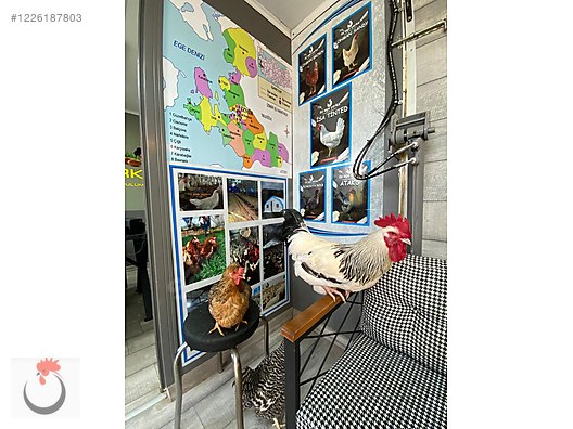 Hayvanlar Alemi / Kümes Hayvanları / Tavuk