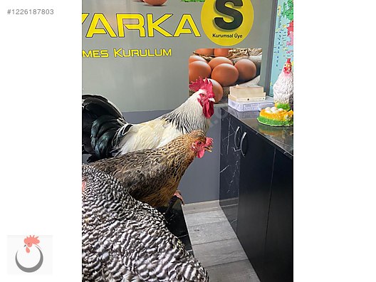 Hayvanlar Alemi / Kümes Hayvanları / Tavuk