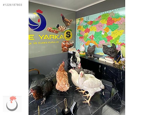 Hayvanlar Alemi / Kümes Hayvanları / Tavuk