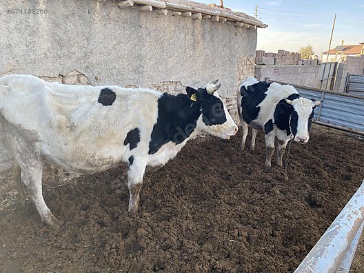 agir gebe duve ve inek turkiye nin ucretsiz ilan sitesi sahibinden com da 974188266