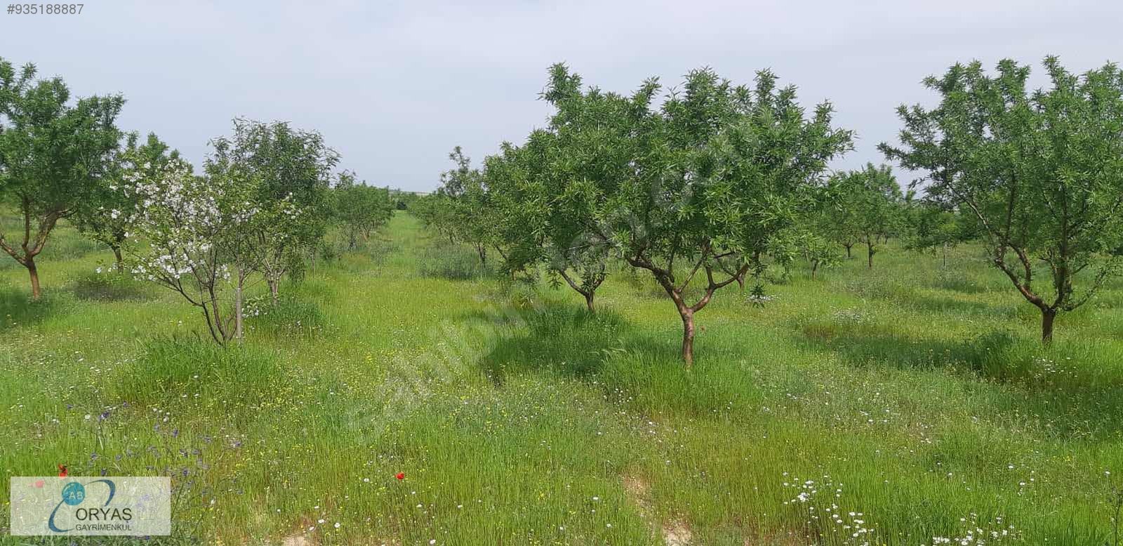 ORYAŞTAN EDİRNE ENEZDE İÇİNDE MÜSTAKİL EV OLAN 20.480m2 TARLA Satılık