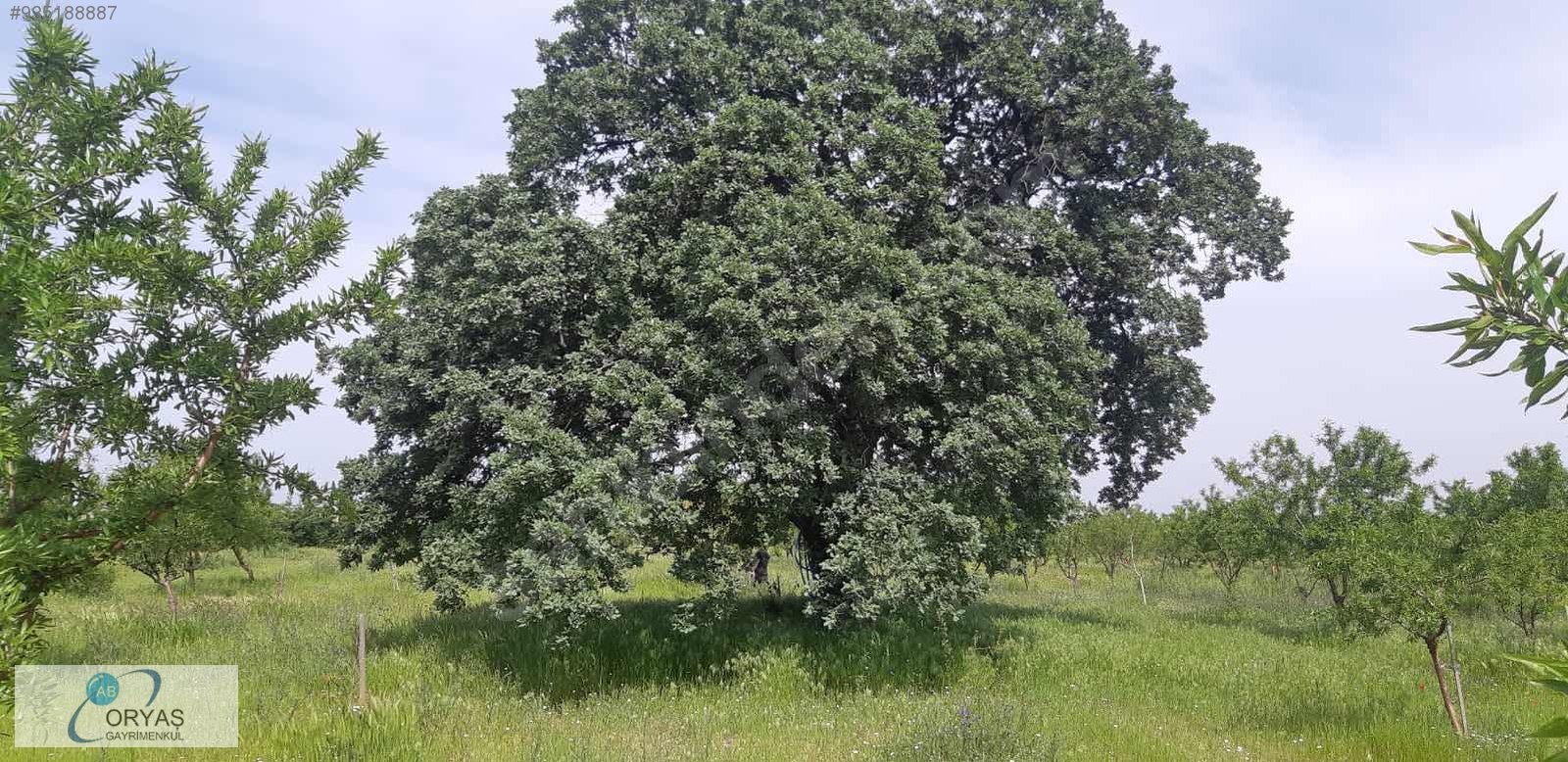 ORYAŞTAN EDİRNE ENEZDE İÇİNDE MÜSTAKİL EV OLAN 20.480m2 TARLA Satılık