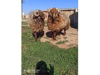 satilik kucukbas hayvanlar ilanlari ve fiyatlari sahibinden com da 30 satilik kucukbas hayvanlar ilanlari ve fiyatlari sahibinden com da 30