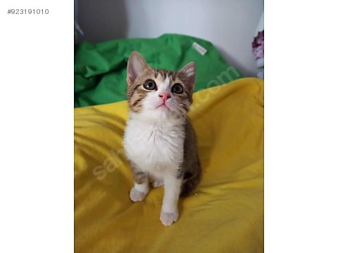 kedi tekir 2 aylik yavru hosaf