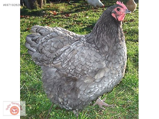 tavuk ureticiden australorp blue asilari tam ve adrese teslim sahibinden comda 887192626