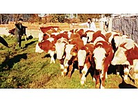 sakarya satilik buyukbas hayvanlar ilanlari ve fiyatlari sahibinden com da 3 sakarya satilik buyukbas hayvanlar ilanlari ve fiyatlari sahibinden com da 3