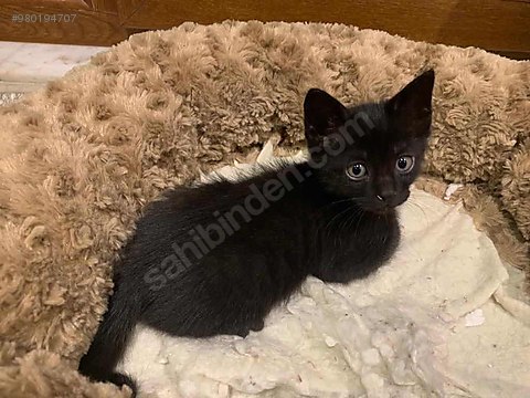 kedi siyam cok tatli kediler sahibinden comda 980194707