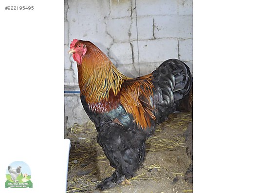 Tavuk Gold Brahma Civciv Ve Yumurta Mevcuttur Sahibinden Comda 922195495 Tavuk Gold Brahma Civciv Ve Yumurta Mevcuttur Sahibinden Comda 922195495