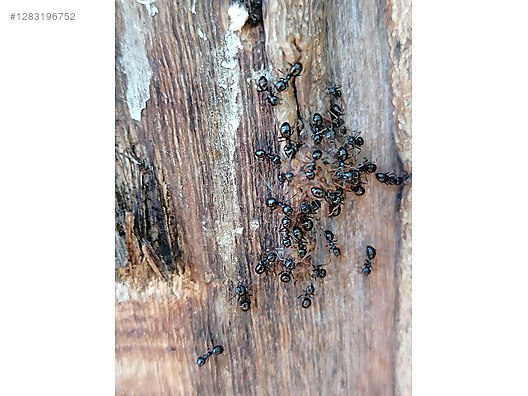 Hayvanlar Alemi / Böcekler / Karınca