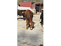 Toplam 11 adet kurbanlık tosun #1283199403