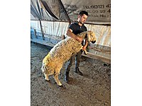 ANKARA EN UYGUN ADAKLIK BU HAFTASONUNA ÖZEL KESİM ÜCRETSİZ ADAK #1262199573