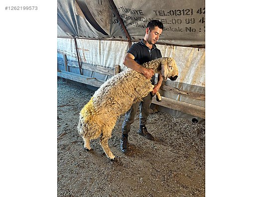 Pets & Livestock / Small Livestock / Sheep