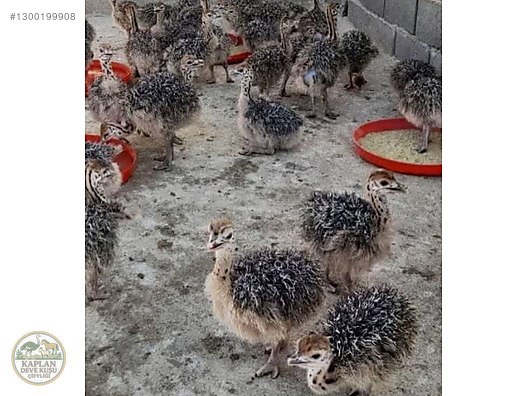 Devekuşu / Devekuşu Civcivi Aşıları Yapilmış Sağlıklı sahibinden.comda ...