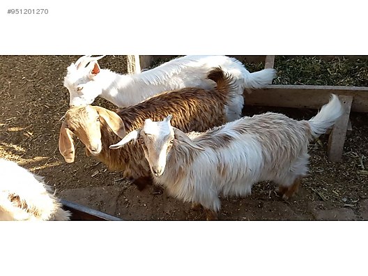 oglak satilik oglak sahibinden comda 951201270 oglak satilik oglak sahibinden comda 951201270