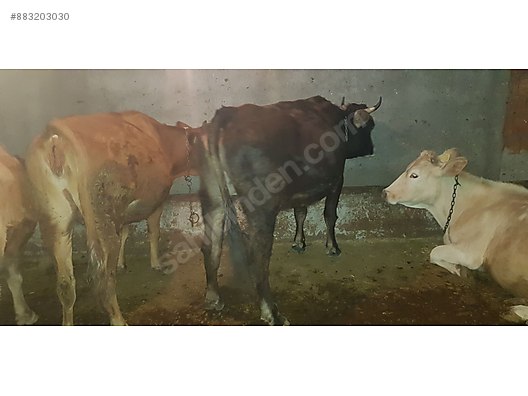 Satilik Gebe Inek 2 Dogum Turkiye Nin Ucretsiz Ilan Sitesi Sahibinden Com Da 883203030