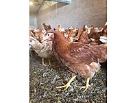 Kadirli Satilik Tavuk Cinsleri Ve Fiyatlari Sahibinden Com Da