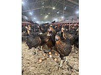 Ipekyolu Satilik Tavuk Cinsleri Ve Fiyatlari Sahibinden Com Da Ipekyolu Satilik Tavuk Cinsleri Ve Fiyatlari Sahibinden Com Da