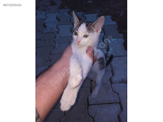 Kedi Diger Irklar Sahiplendirme Sahibinden Comda 875205420
