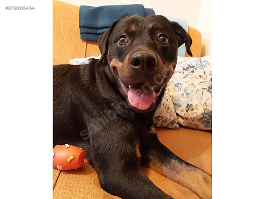 Kopek Rottweiler Hera Yuva Ariyor Sahibinden Comda 879205454