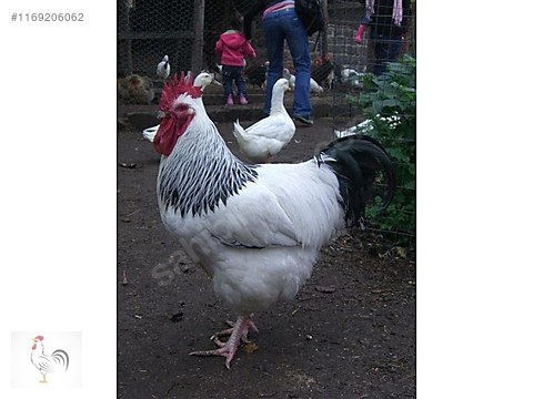 Chickens / !! ÜRETİCİDEN SUSSEX AŞILARI TAM VE KAPIDA ÖDEME İMKANI ...