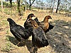Pets & Livestock / Poultry & Fowl / Chickens