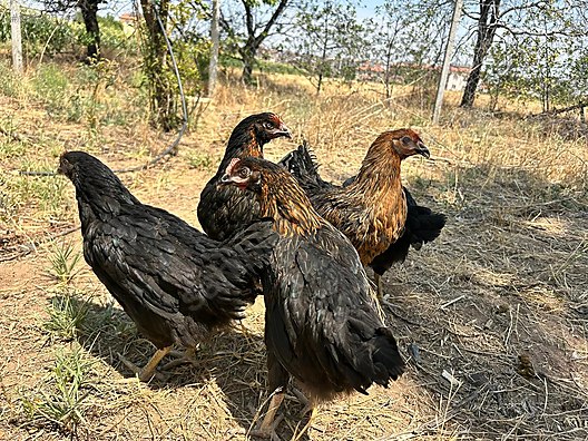 Pets & Livestock / Poultry & Fowl / Chickens
